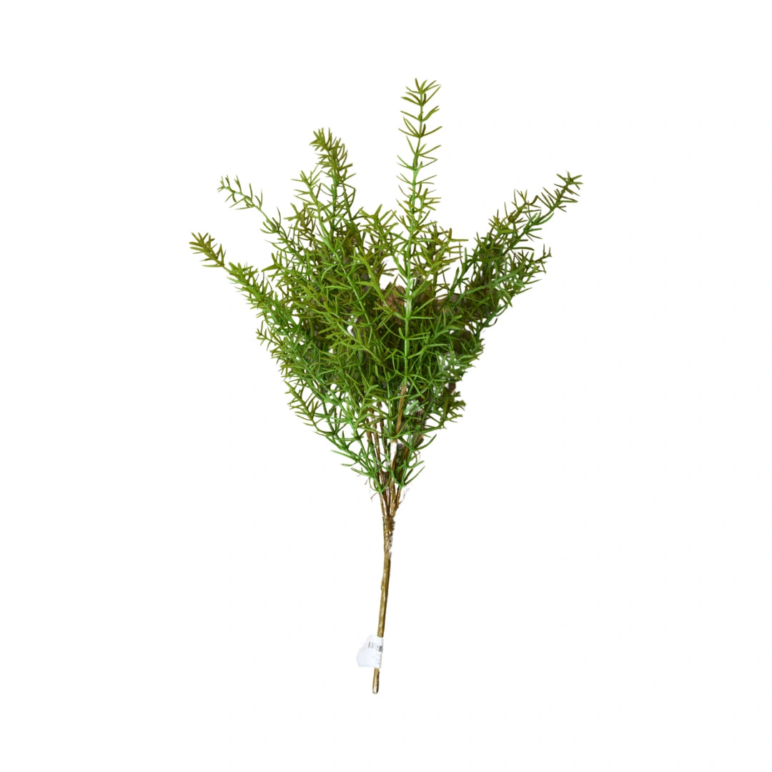 Australian Asparagus Fern