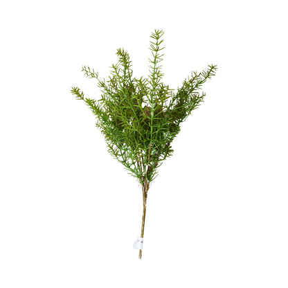 Australian Asparagus Fern