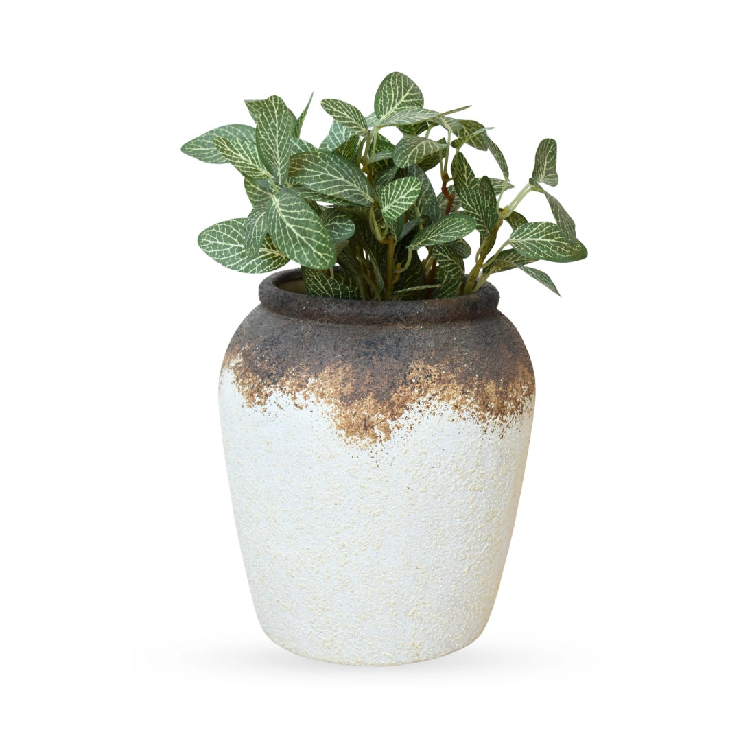 The Colombian Fittonia Plant brings a lush, textured look to interior styling with its distinctive veined foliage and rich green tones.