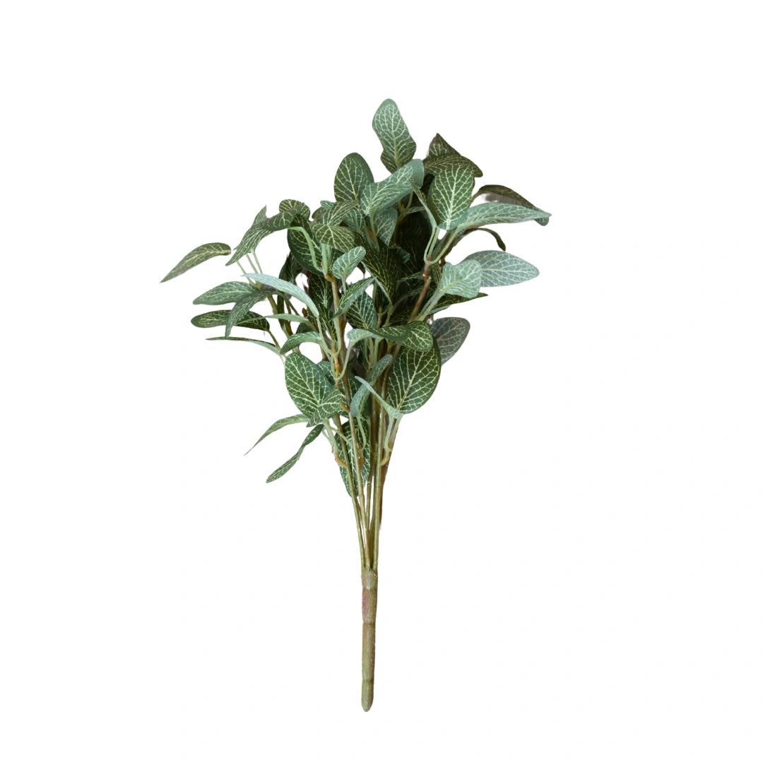 The Colombian Fittonia Plant brings a lush, textured look to interior styling with its distinctive veined foliage and rich green tones.